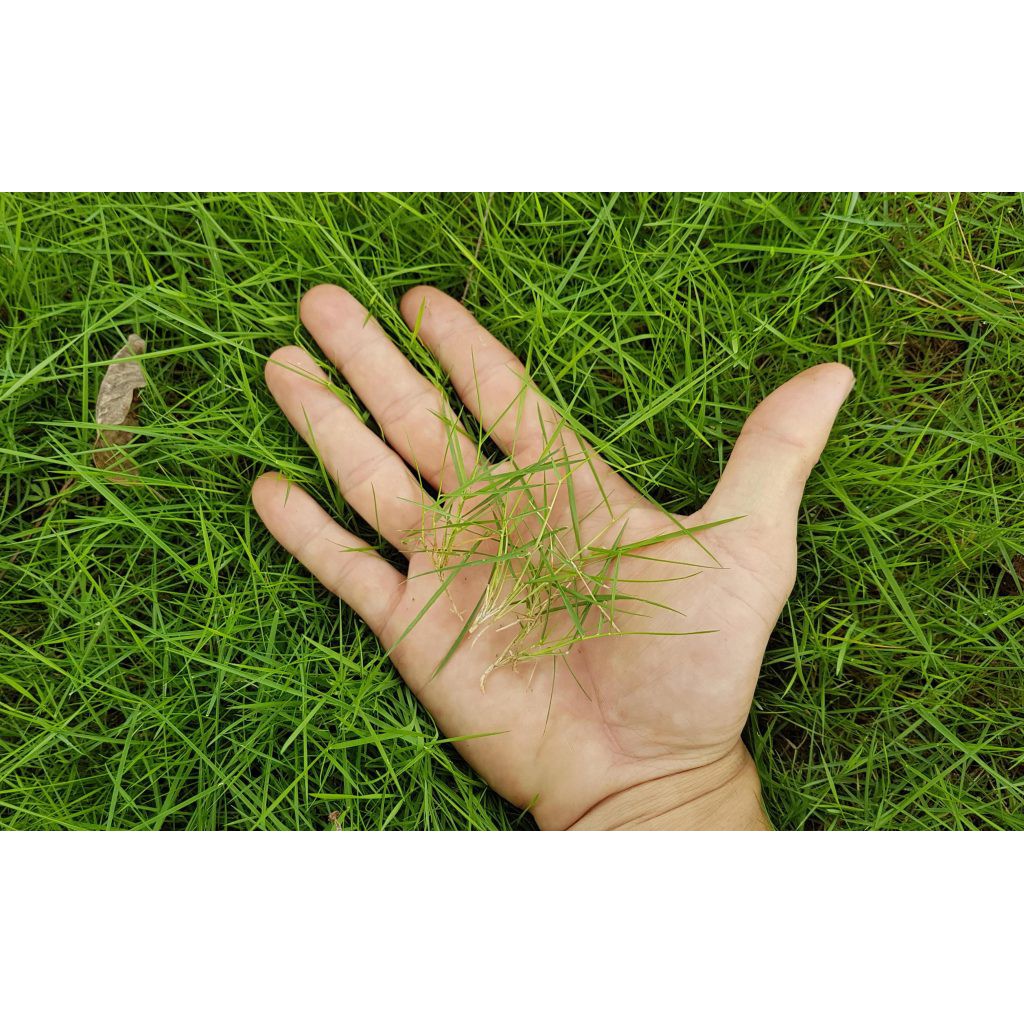 MJ10C GÓI 100 HẠT GIỐNG CỎ NHUNG NHẬT