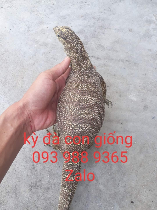 combo 10 trứng kỳ đà về ấp nở con giống