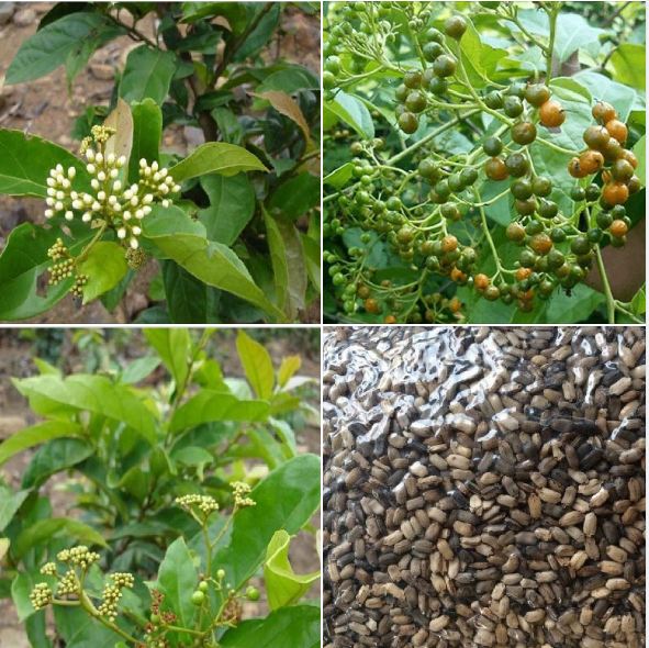 Hạt Giống Cây Xạ Đen - ( Cây dược liêu ) - gói 50 hạt