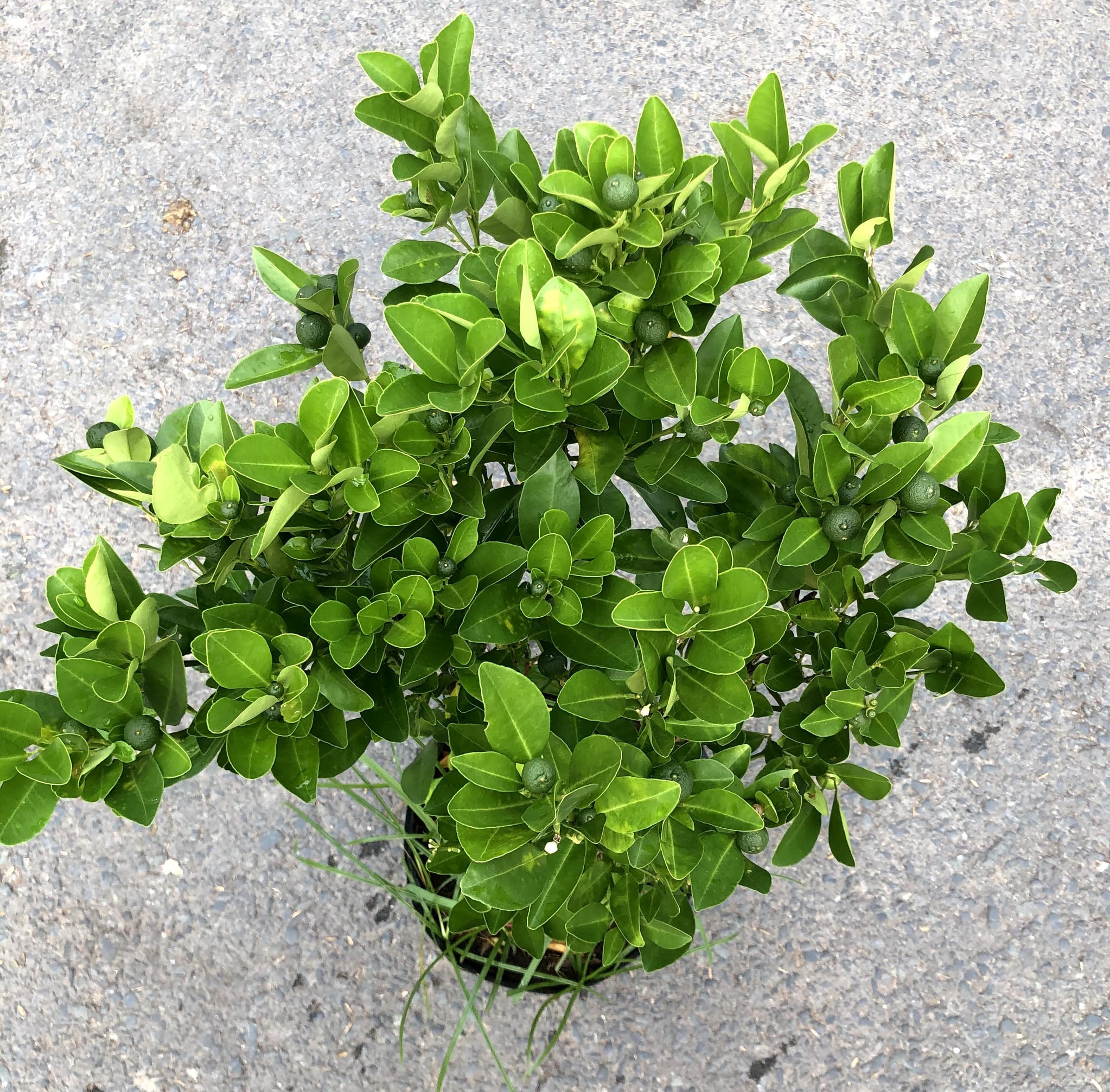 Cây Tắc chua đang có trái cao 90 - 100 cm