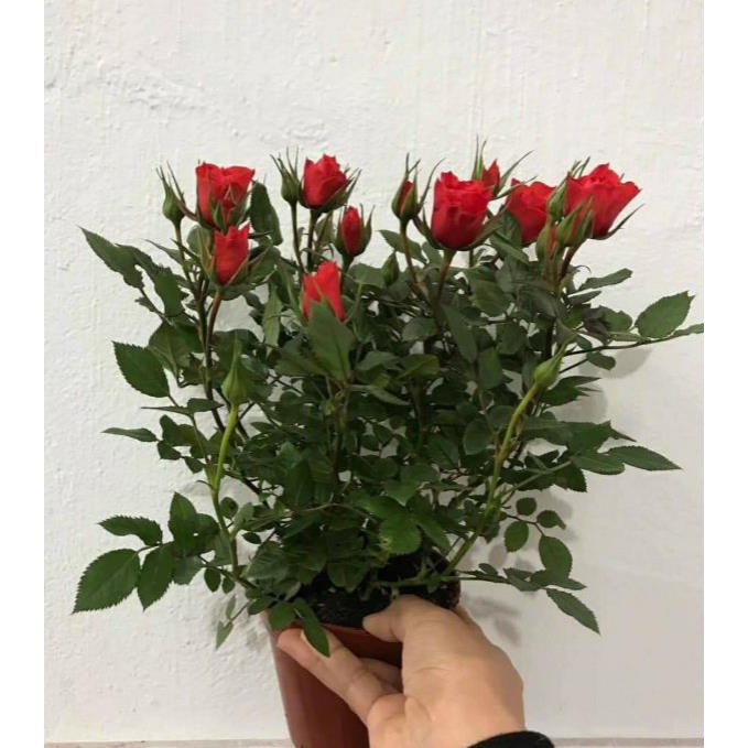 [FREESHIP - Xả Khô Máu] Giống Hồng Nhập Ngoại Combo 03 Gốc