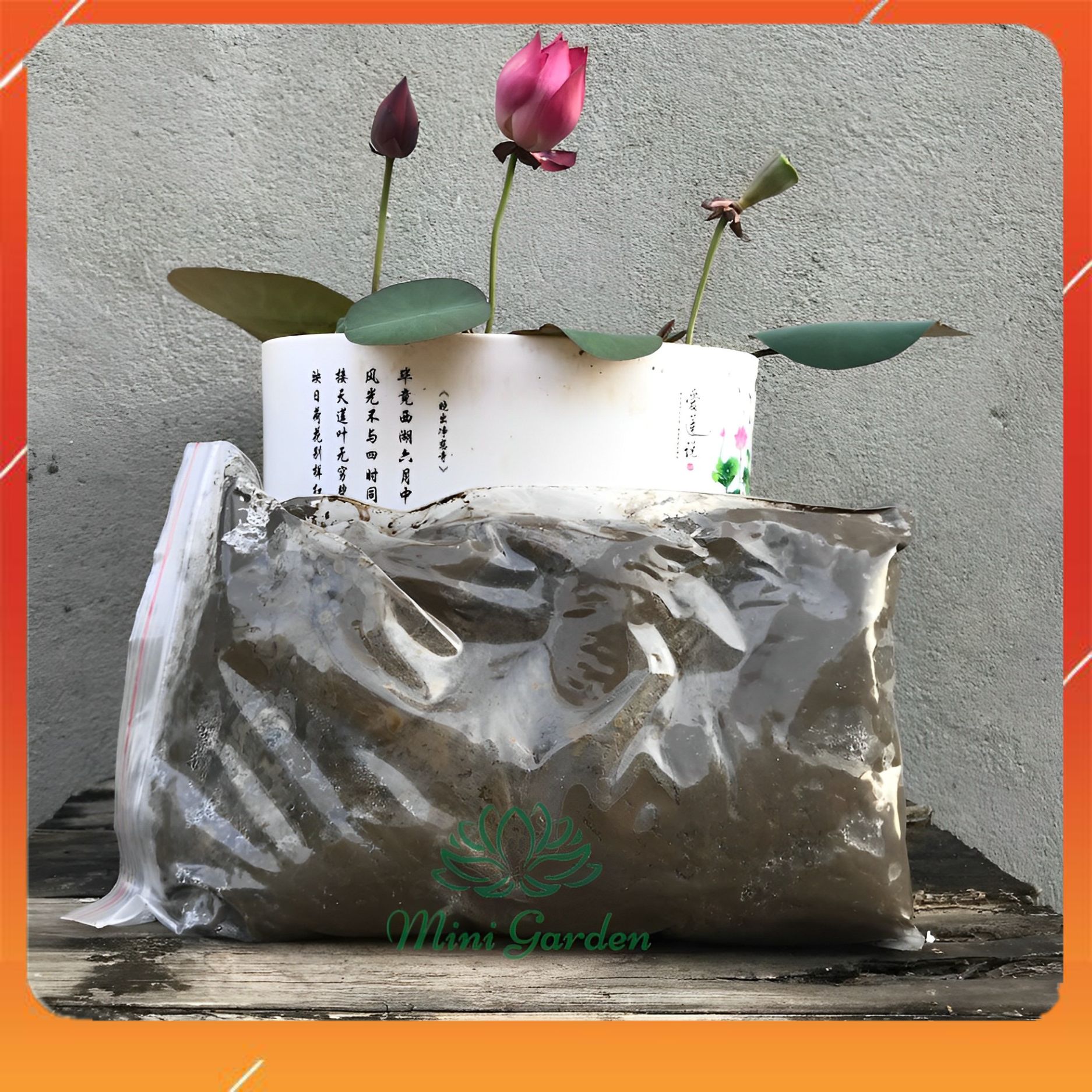 Bùn trồng hoa sen hoa súng, bùn trộn được sẵn phân bón theo tỉ lệ của mini garden phù hợp trồng hoa sen, hoa súng