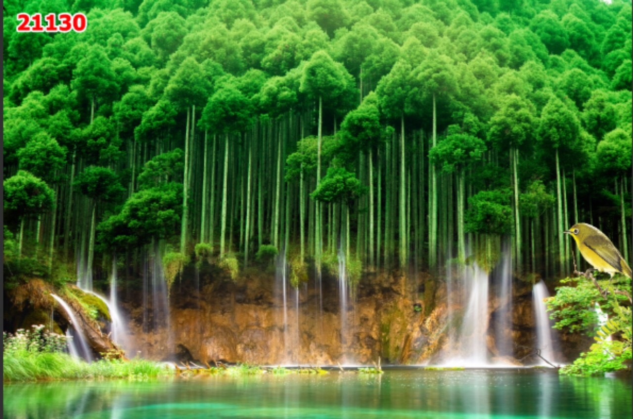 Chia sẻ nhiều hơn 104 hình nền rừng trúc siêu hot - cbnguyendinhchieu