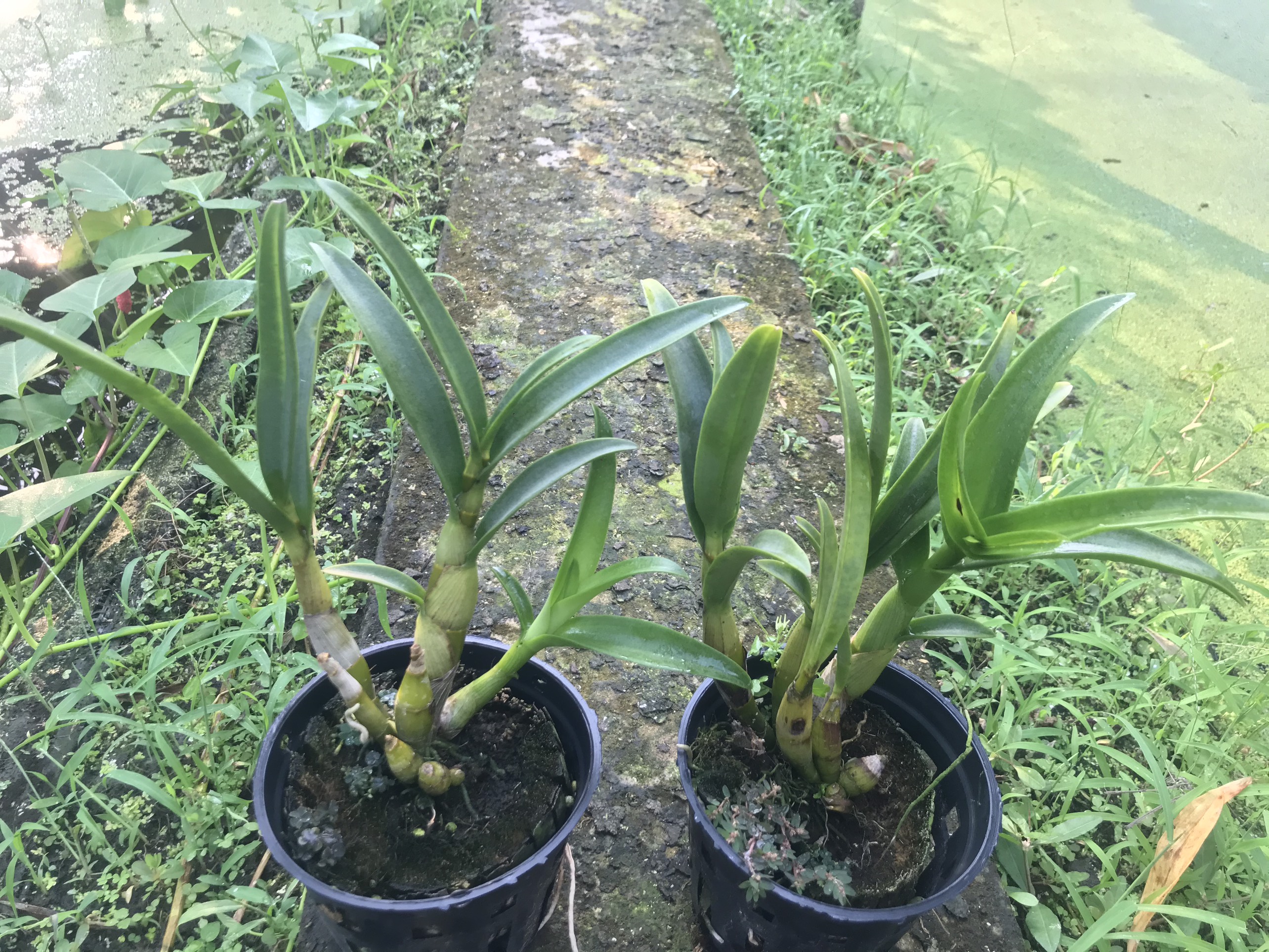 Denro Banana đột biến 3 lưỡi