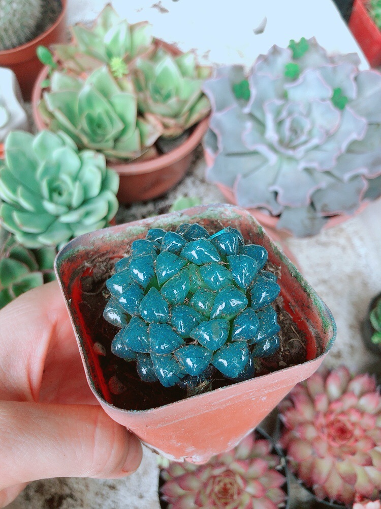 Chậu kim cương (copi) xanh dương