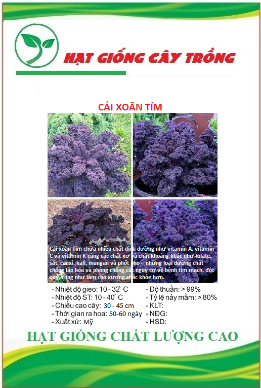 Hạt giống rau cải xoăn tím ct345 - gói 20 hạt