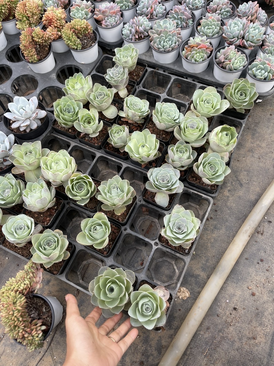 Chậu sen đá hoa hồng - Greenovia
