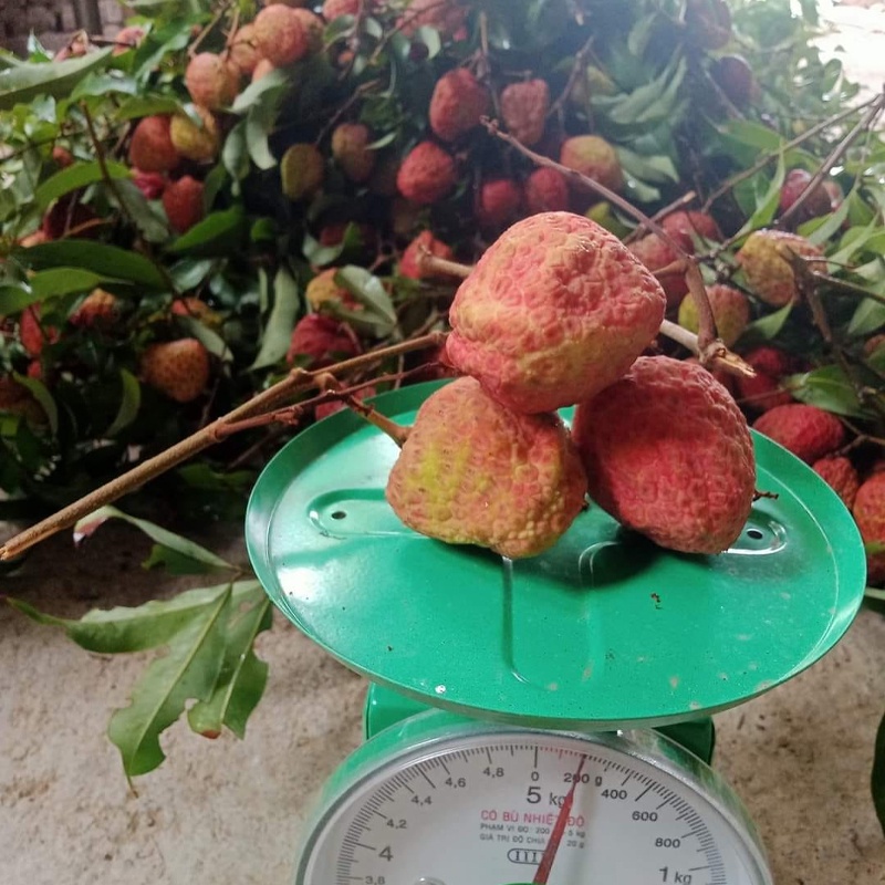 CÂY GIỐNG VẢI KHỔNG LỒ (siêu sớm phù hợp khi hậu 3 miền)