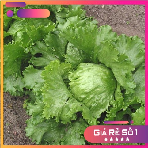 [ Siêu Hạt Giống ] Hạt giống xà lách búp ice berg - 2000 hạt