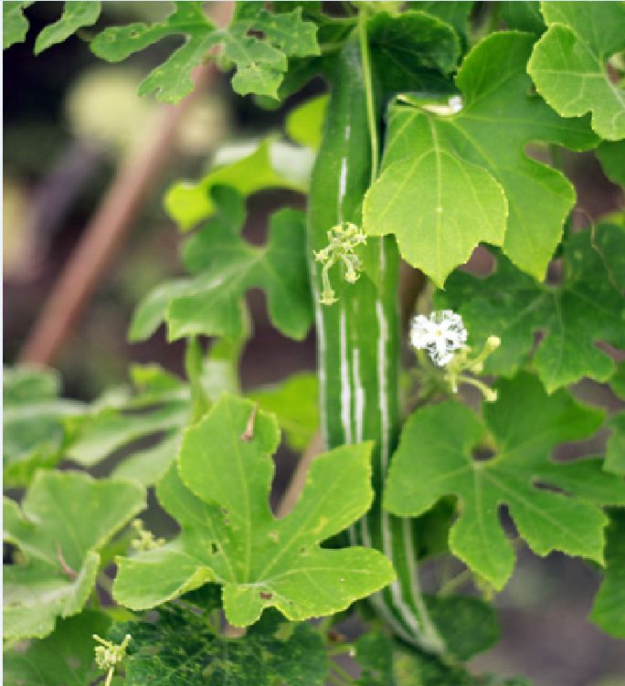 Hạt Giống Lặc Lầy( Khổ Qua Tây Xanh) - 10 hạt