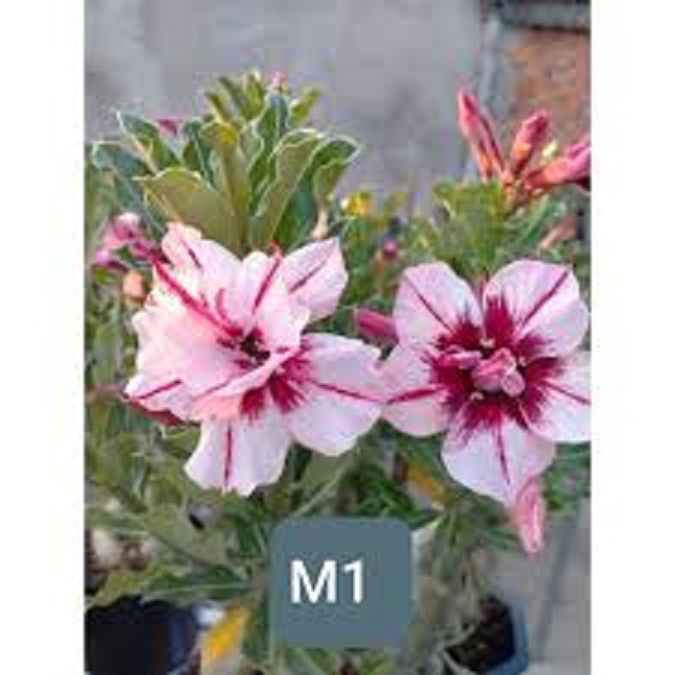 CÂY HOA SỨ THÁI CÁNH KÉP M1 - BẢO HÀNH MẶT HOA KÉP Y ẢNH - cghstckm1