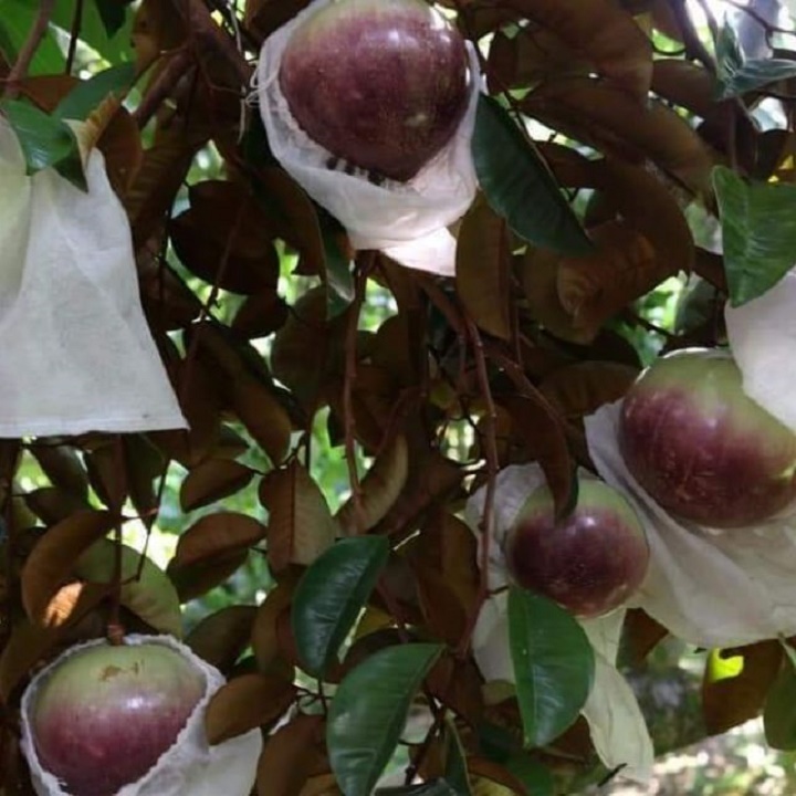 CÂY GIỐNG VÚ SỮA TÍM HÀNG GIEO HẠT , CAM KẾT GIỐNG CHUẨN F1