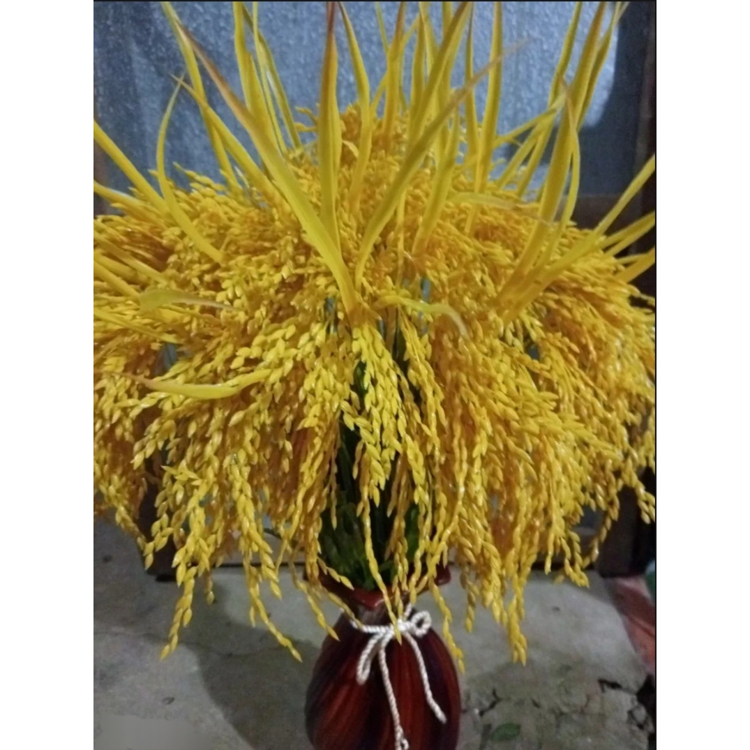 LÚA GIẢ. CÂY LÚA GIẢ 2 MÀU XANH ,VÀNG ( CAO 70CM)