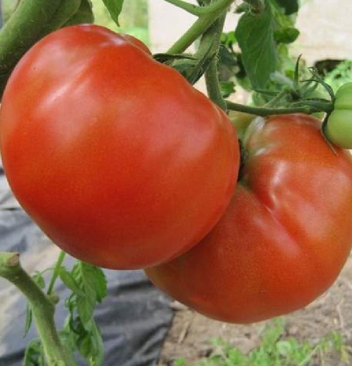 Hạt giống cà chua đỏ khổng lồ - Gói 20 hạt