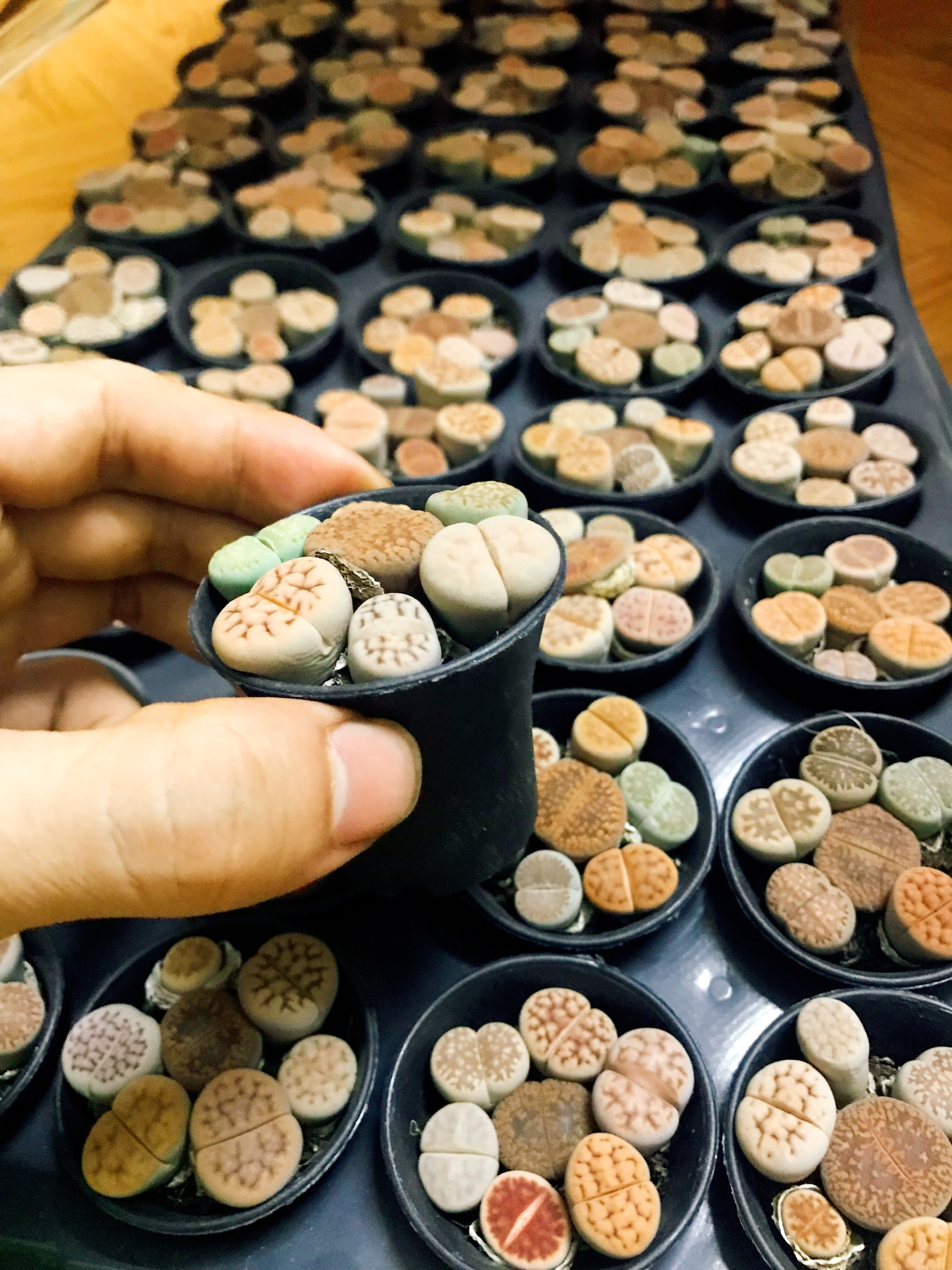 Combo 7 đến 10 cây sen đá mông , sen đá thạch lan , Lithops