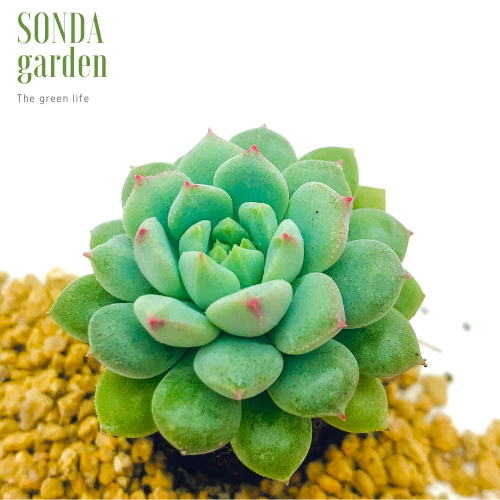 SEN ĐÁ DÙ XANH SIZE MINI SIÊU KHỎE ĐẸP LỖI 1 ĐỔI 1