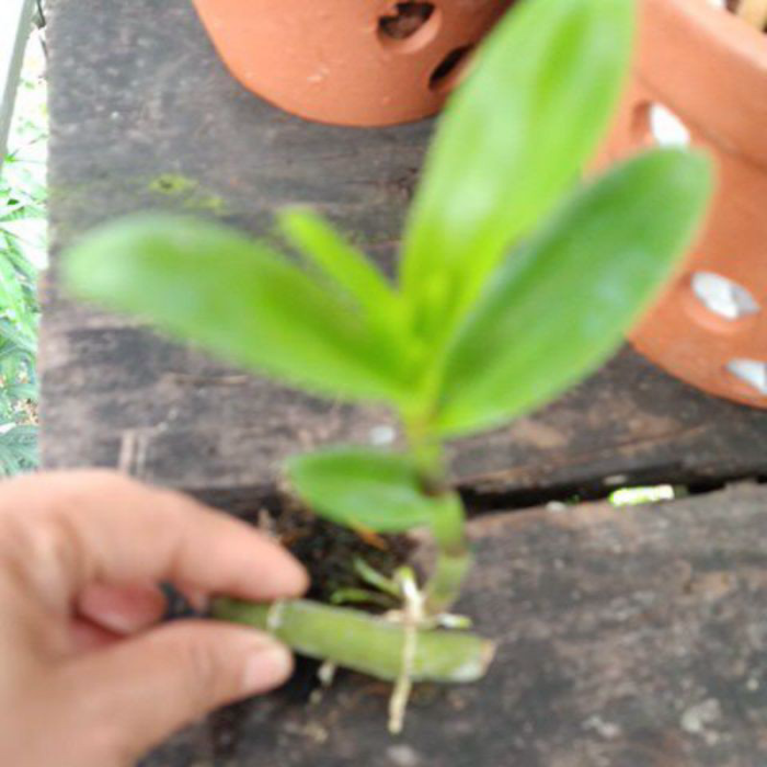 Phi Điệp Lá Mít Văn Sơn Kie Năm 2