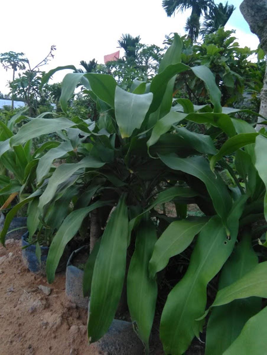 Thiết mộc lan - phát tài khúc