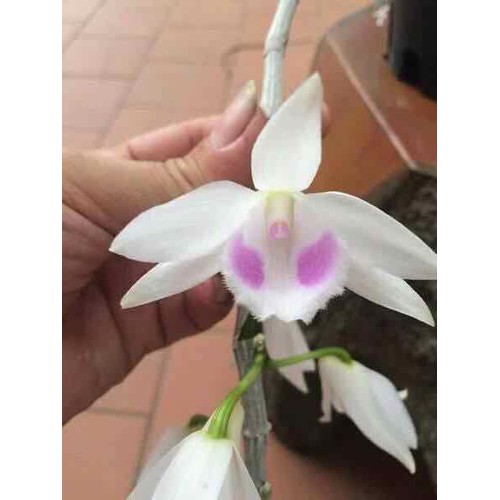 1 CỐC PHI ĐIỆP 5CT HẢI DƯƠNG