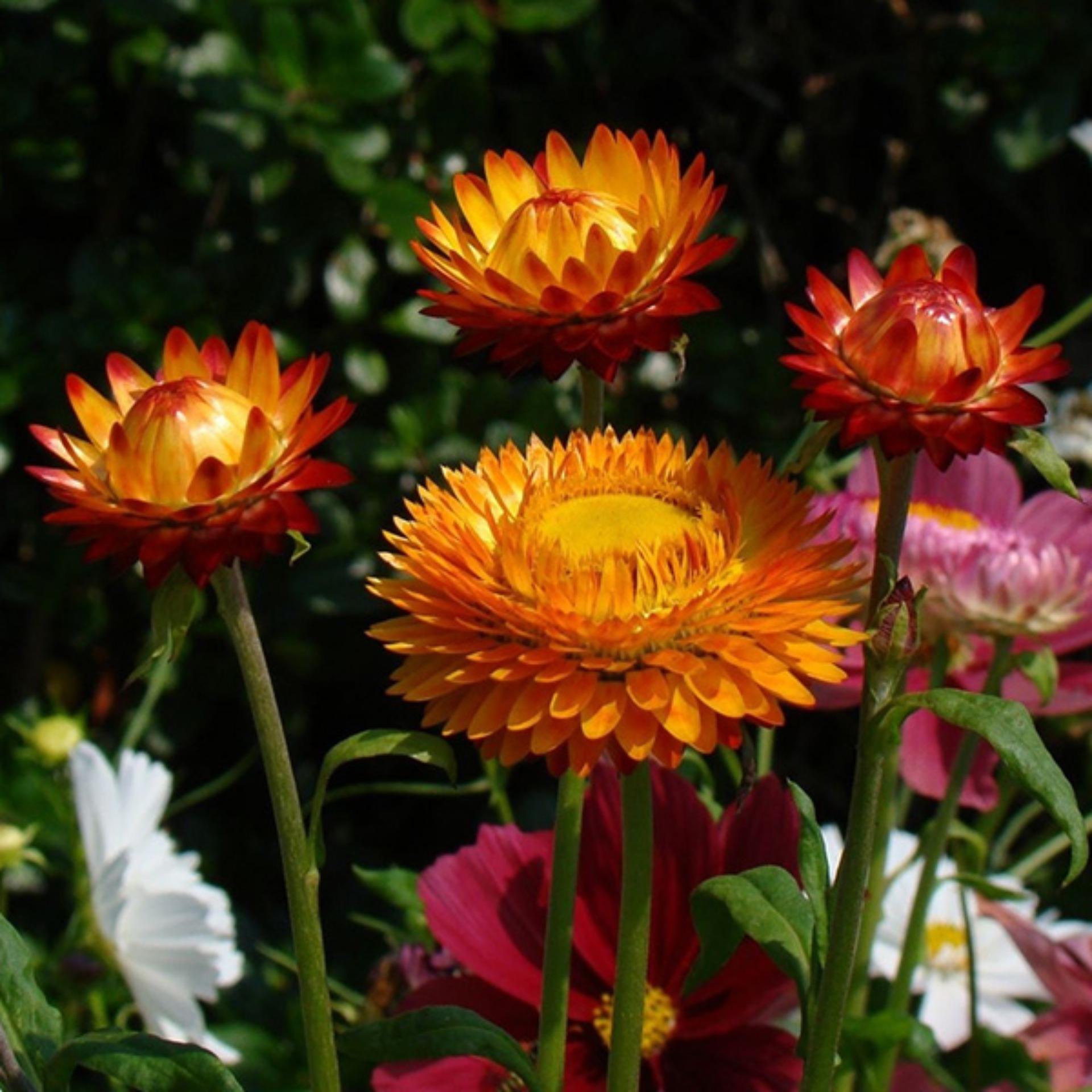 50 Hạt giống Cúc Bất tử mix (tặng Kích nẩy mầm, Hướng dẫn ươm)