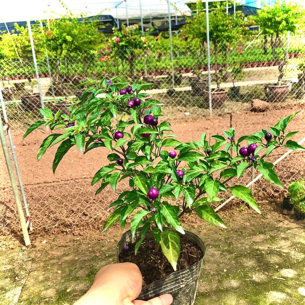 Cây ớt ngũ sắc tím đang hoa và quả (Ảnh thật).