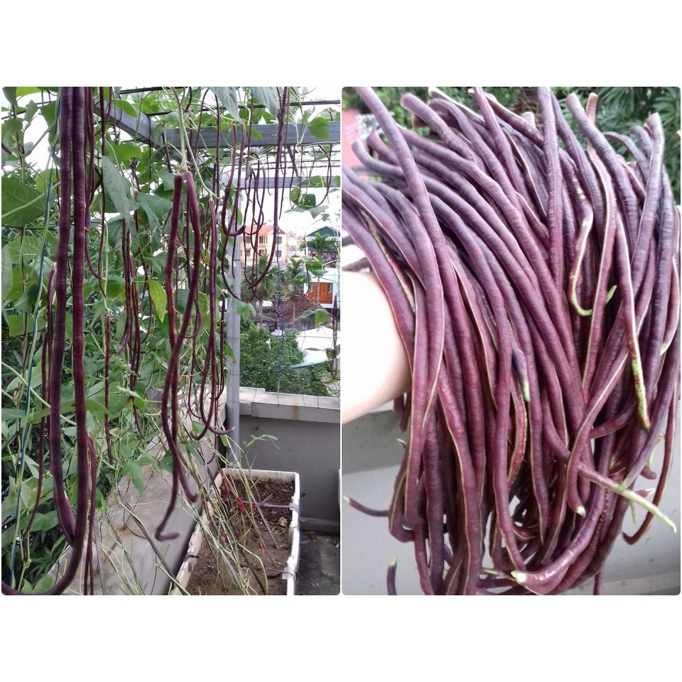 Hạt Giống Đậu Đũa Tím Trồng Quanh Năm Thu Hoạch Nhanh Và Kéo Dài (Gói 10 gam ~ 80 hạt)
