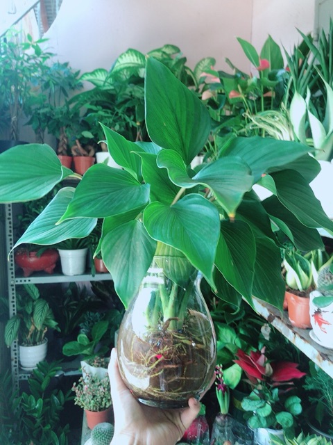 Chậu Cây Thanh Tâm Thuỷ Sinh