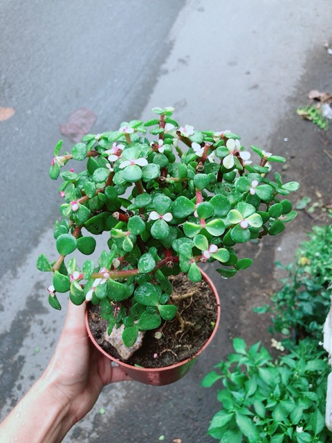 Cây Lá Ngọc Thân Cổ Thụ