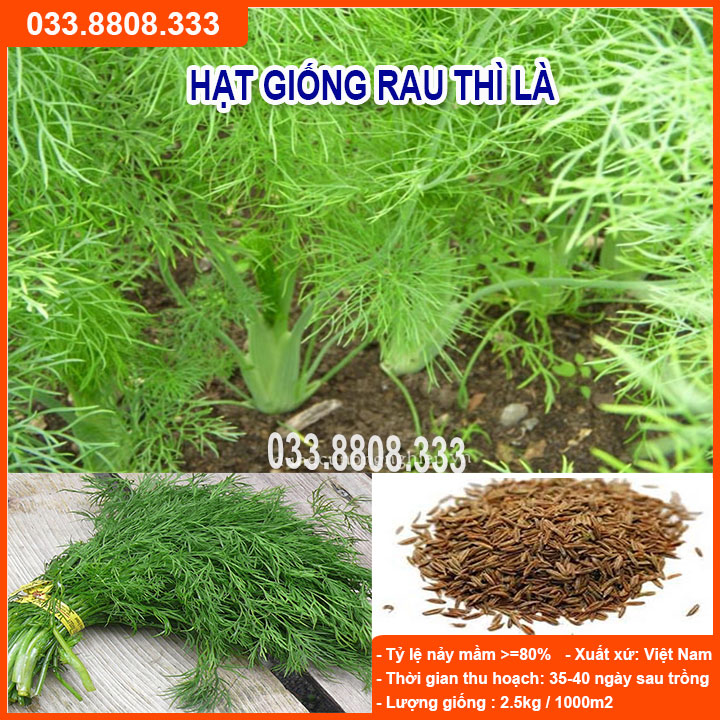 HẠT GIỐNG RAU THÌ LÀ - DỄ TRỒNG DỄ CHĂM