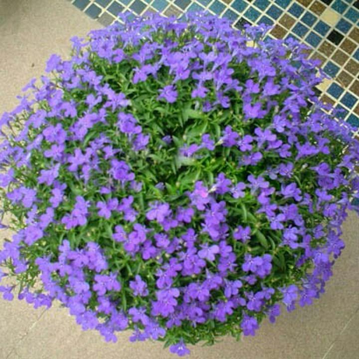 [SP Mới Về] - Combo 3 gói Hạt giống hoa lobelia mix (thúy điệp)