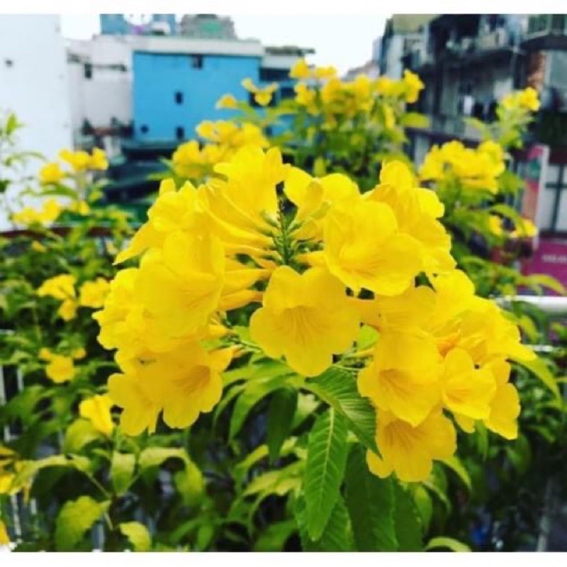 Cây chuông vàng/ cây hoàng Yến chậu lớn