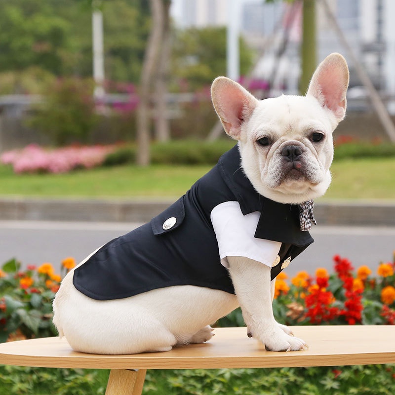 Áo vest và váy đám cưới dành cho chó mèo