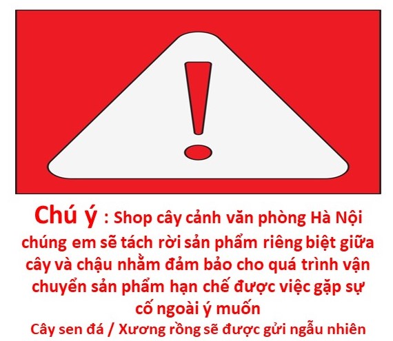 chậu cây hình cá voi xanh