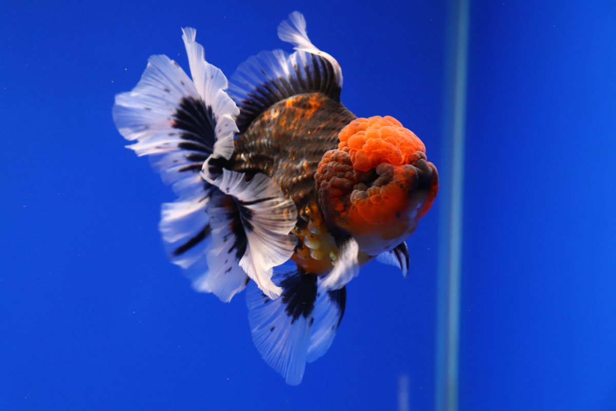 [HCM]Thức ăn cho cá vàng Hikari Oranda Gold hàng Nhật