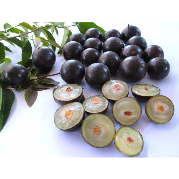 cây giống nho thân gỗ