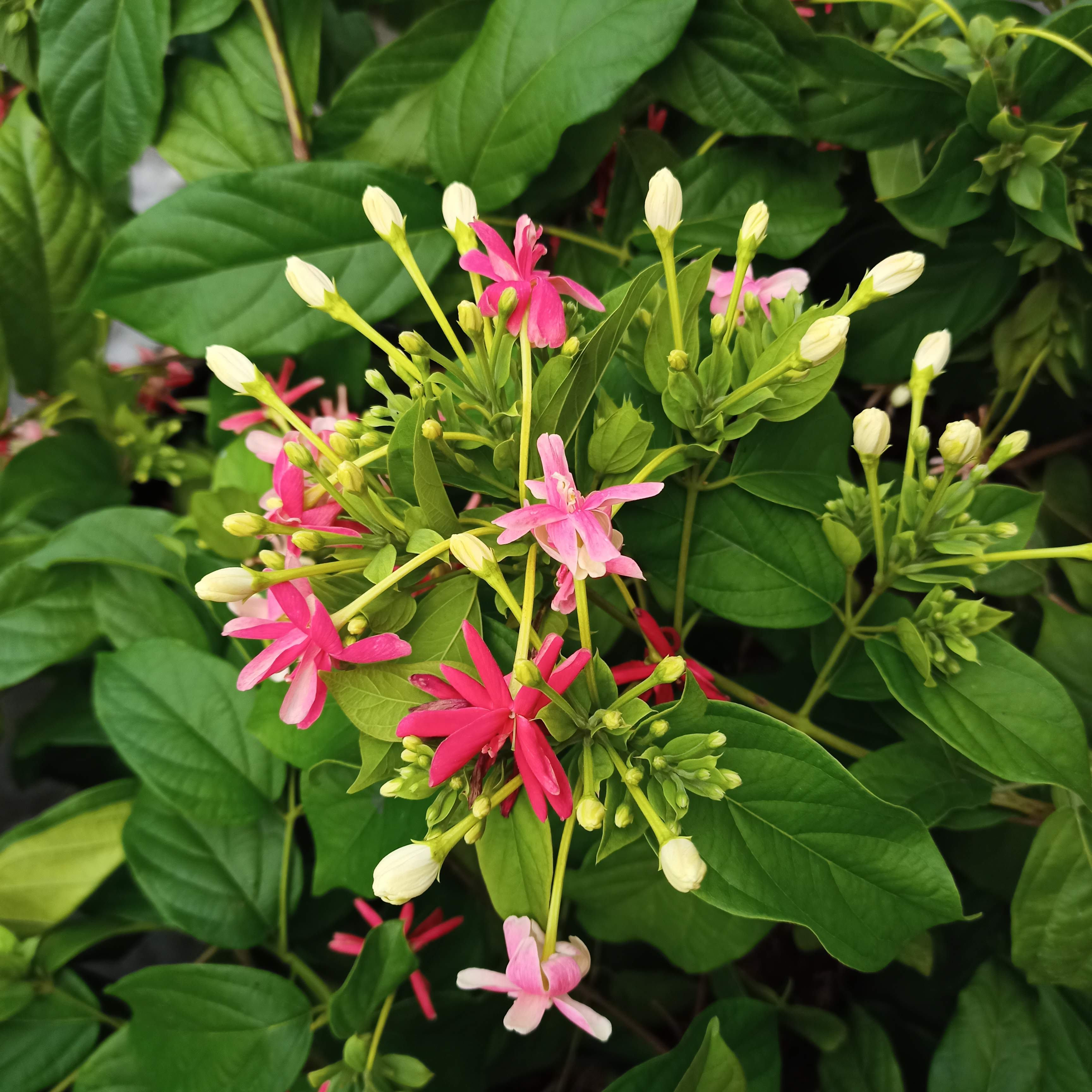 Cây dây leo Sử Quân Tử, Trang Leo, Hoa Giun, Quisqualisindica - Summer Garden