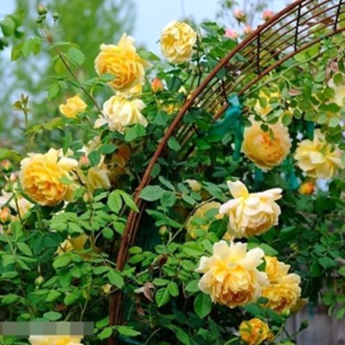 Hạt Giống Hoa Hồng Leo Vàng. Túi 10 Hạt Chất Lượng Cao.