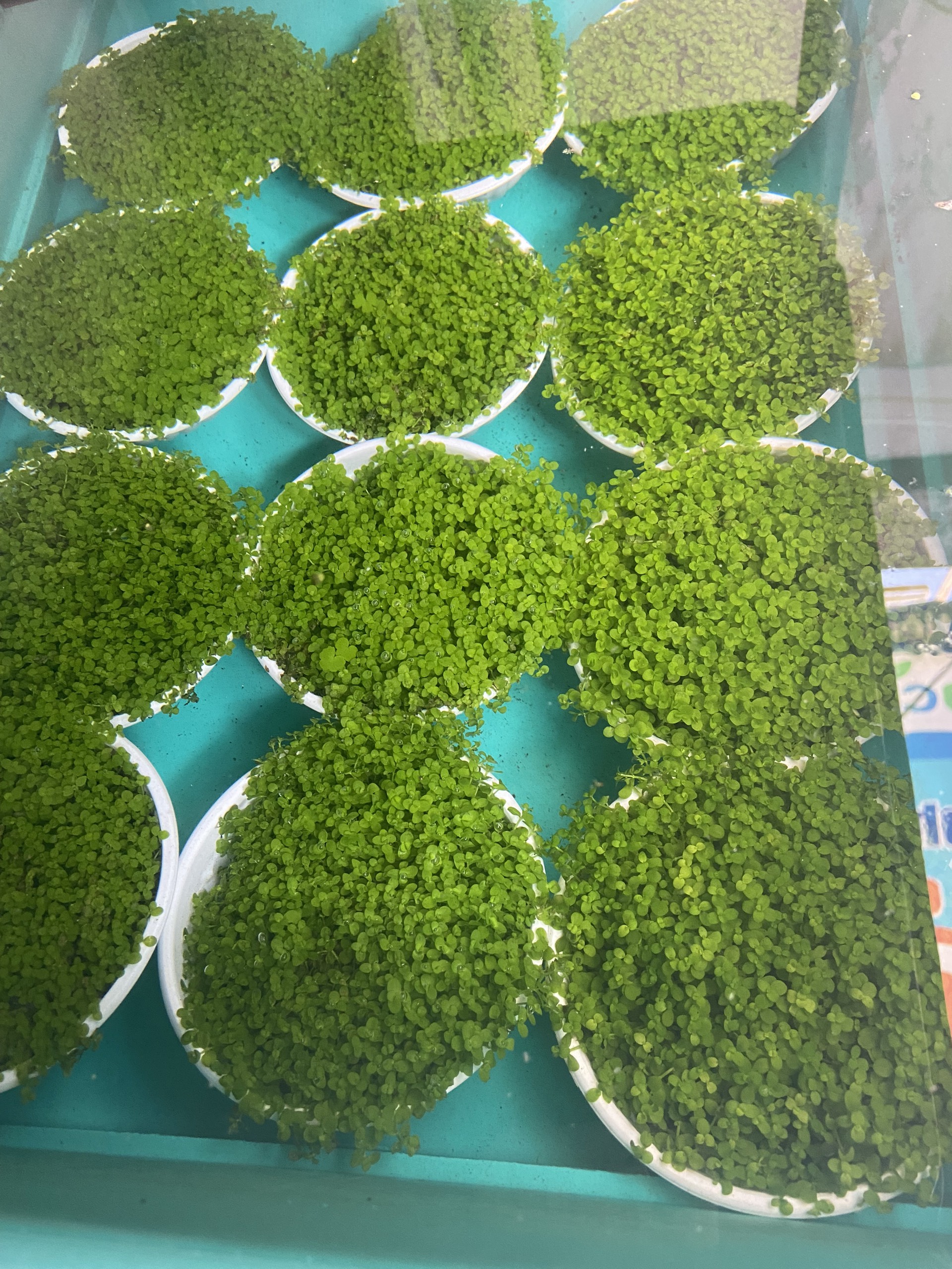 Trân châu ngọc trai lá nước/Dể trồng/không CO2