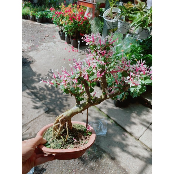 Chậu cây đô la cổ thụ