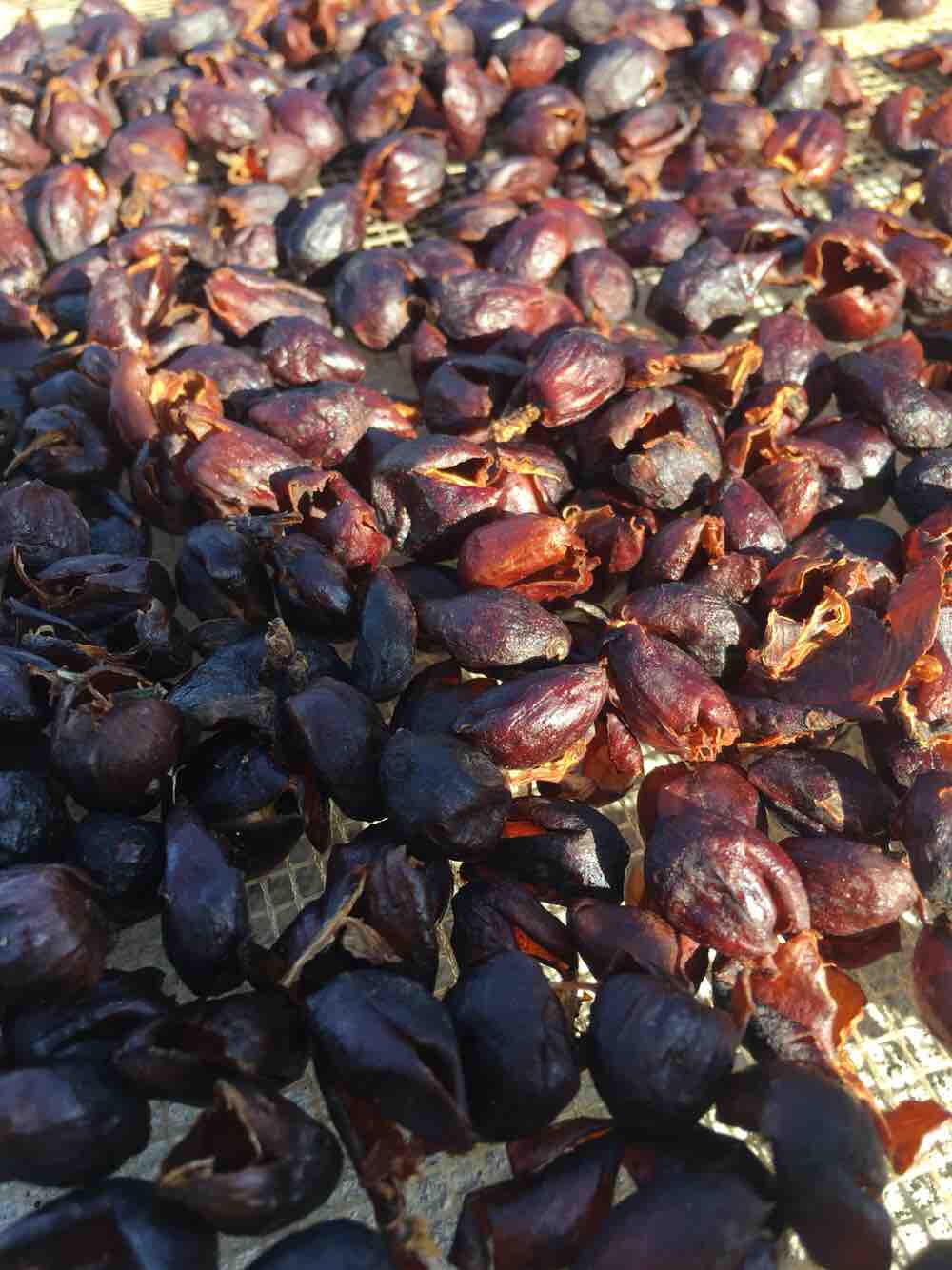 Cascara tea