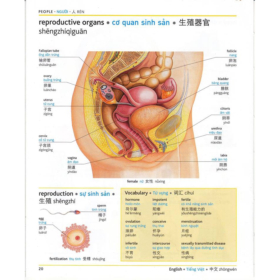 Book - Pons General Reference Trilingual Visual Dictionary Vietnamese–English–Chinese+With Mp3 for Online Listening