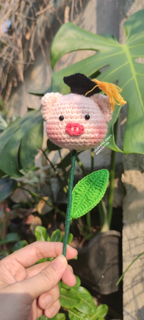 Hoa len bé heo tốt nghiệp (Ảnh Thật)