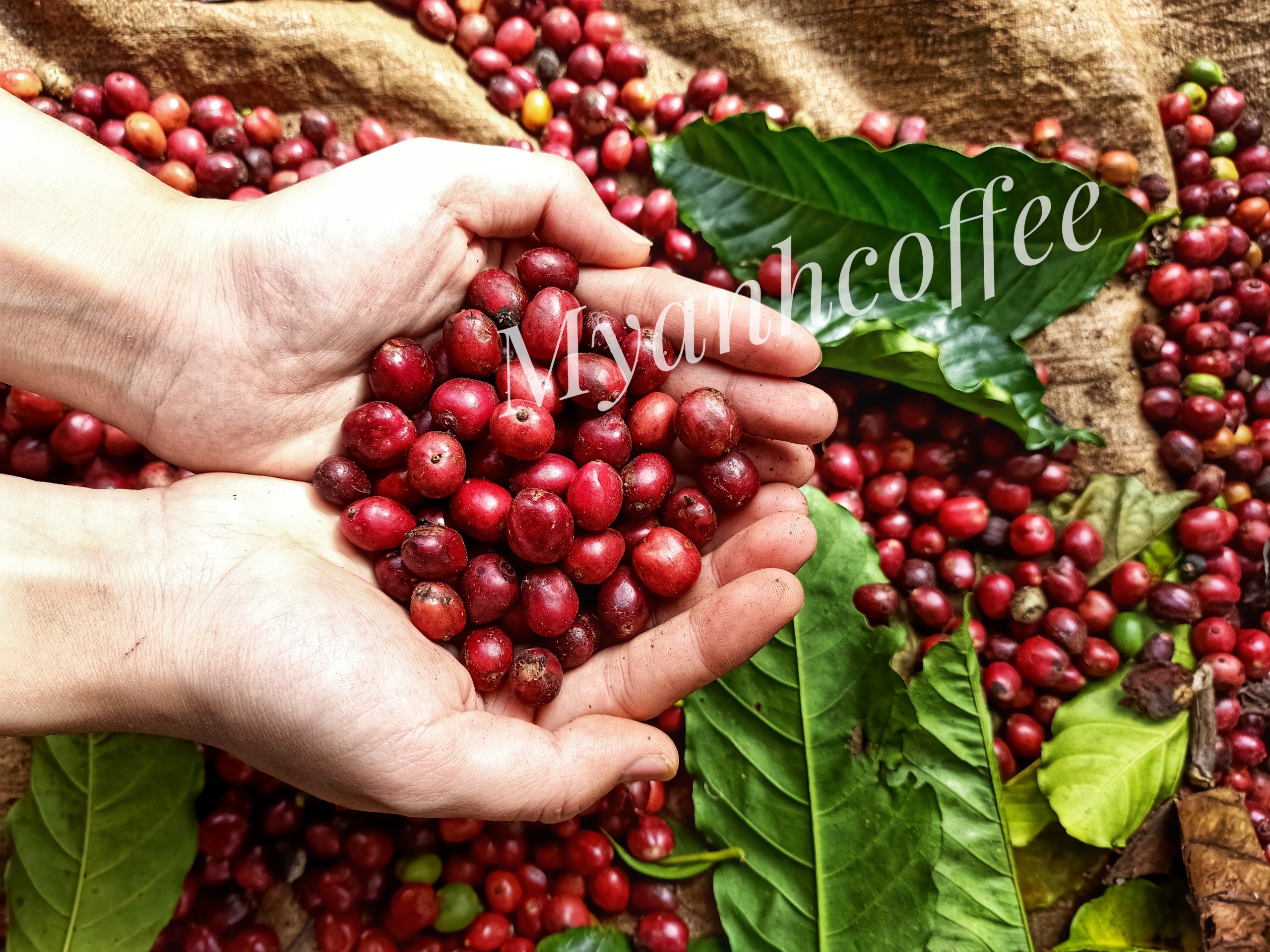 1 kilogram Robusta coffee ( LIGHT BROWN ) )