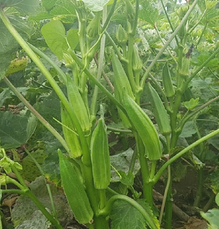 Hạt giống đậu bắp cao sản - Gói 10gram