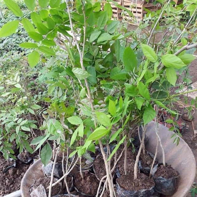 Cây giống Hoa Tử Đằng Thân Gỗ