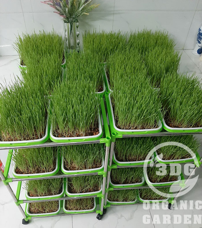 1KG HẠT GIỐNG CỎ LÚA MÌ ITALY hạt trắng