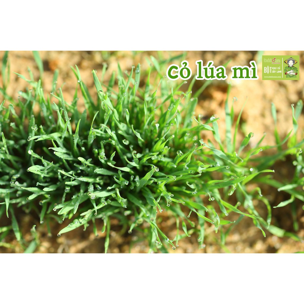 Bột Cỏ Lúa Mì DalaHouse 60 gram ( 100% Natural Wheatgrass Powder)