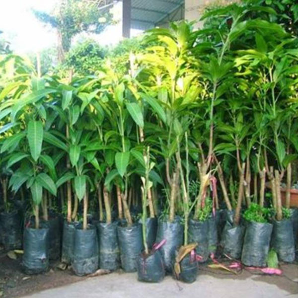 XOÀI CÁT HÒA LỘC -Cây giống