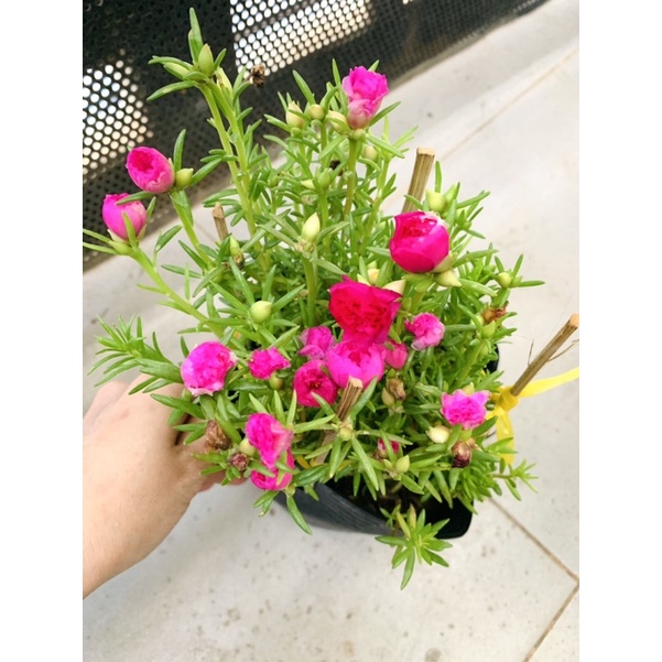 Chậu hoa mười giờ mixx màu - chậu c6