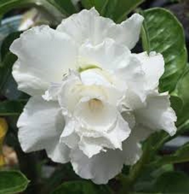 CÂY HOA SỨ THÁI CÁNH KÉP " NGỌC BĂNG- TRẮNG " - BẢO HÀNH MẶT HOA KÉP Y ẢNH